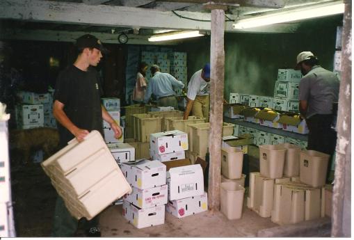 Box packing line 1995