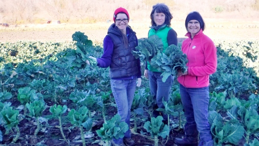 Harvesting collards. Becky Perkins, Michelle Riel (worker share), Barb Perkins